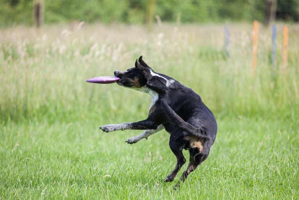 Auslauf in der Huta Dinslaken