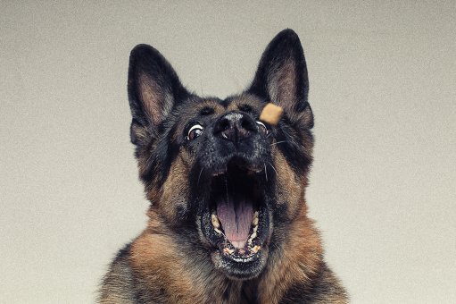 Huta Hund Cesare