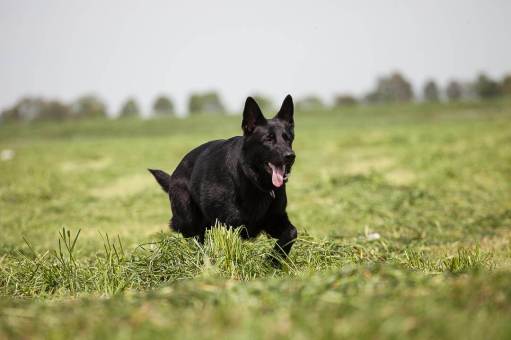 Schäferhund in der Huta Dinslaken