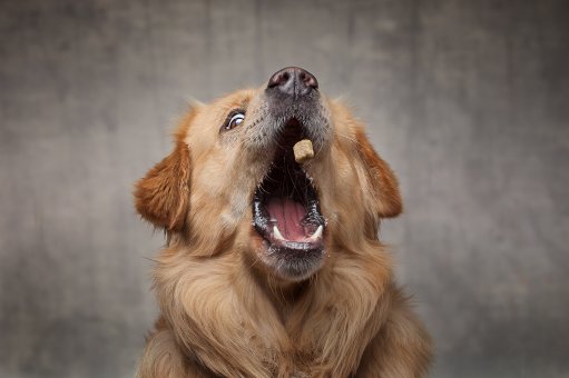 Huta Hund Baxter