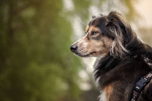 Huta Hund Loris