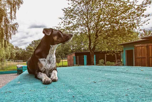 Huta in Dinslaken - Spass für Hunde