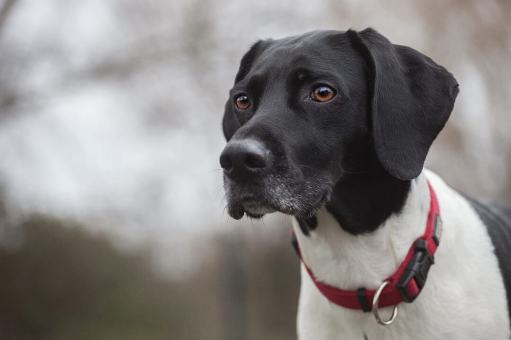 Huta Hund Leni
