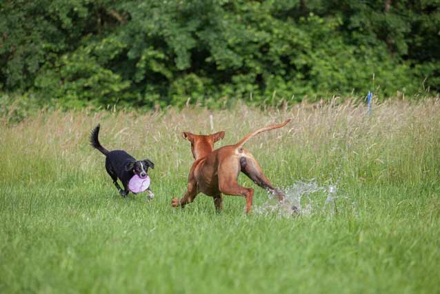 Probestunden Hundepension