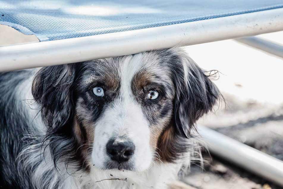 Probestunden für Hunde in Huta