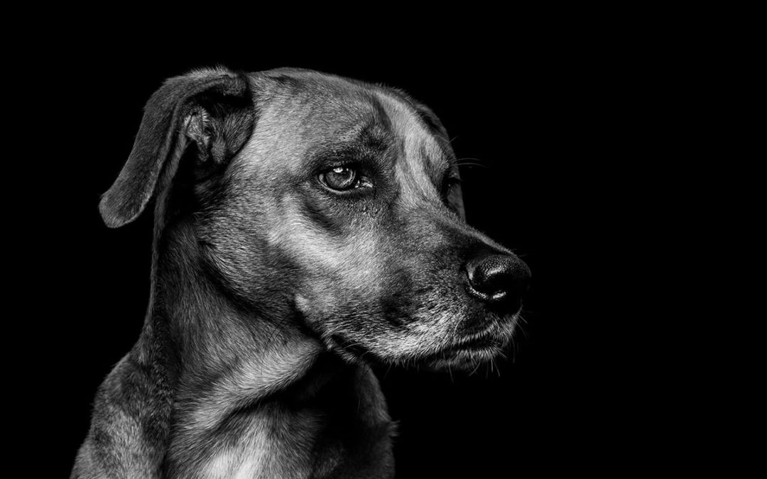 Hunde in Black&White
